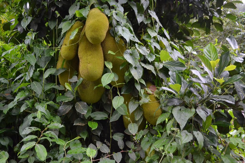 Ferndale Homestay Thekkady Bagian luar foto