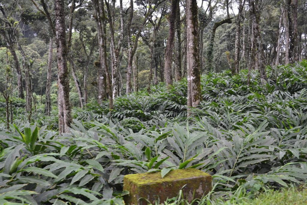 Ferndale Homestay Thekkady Bagian luar foto